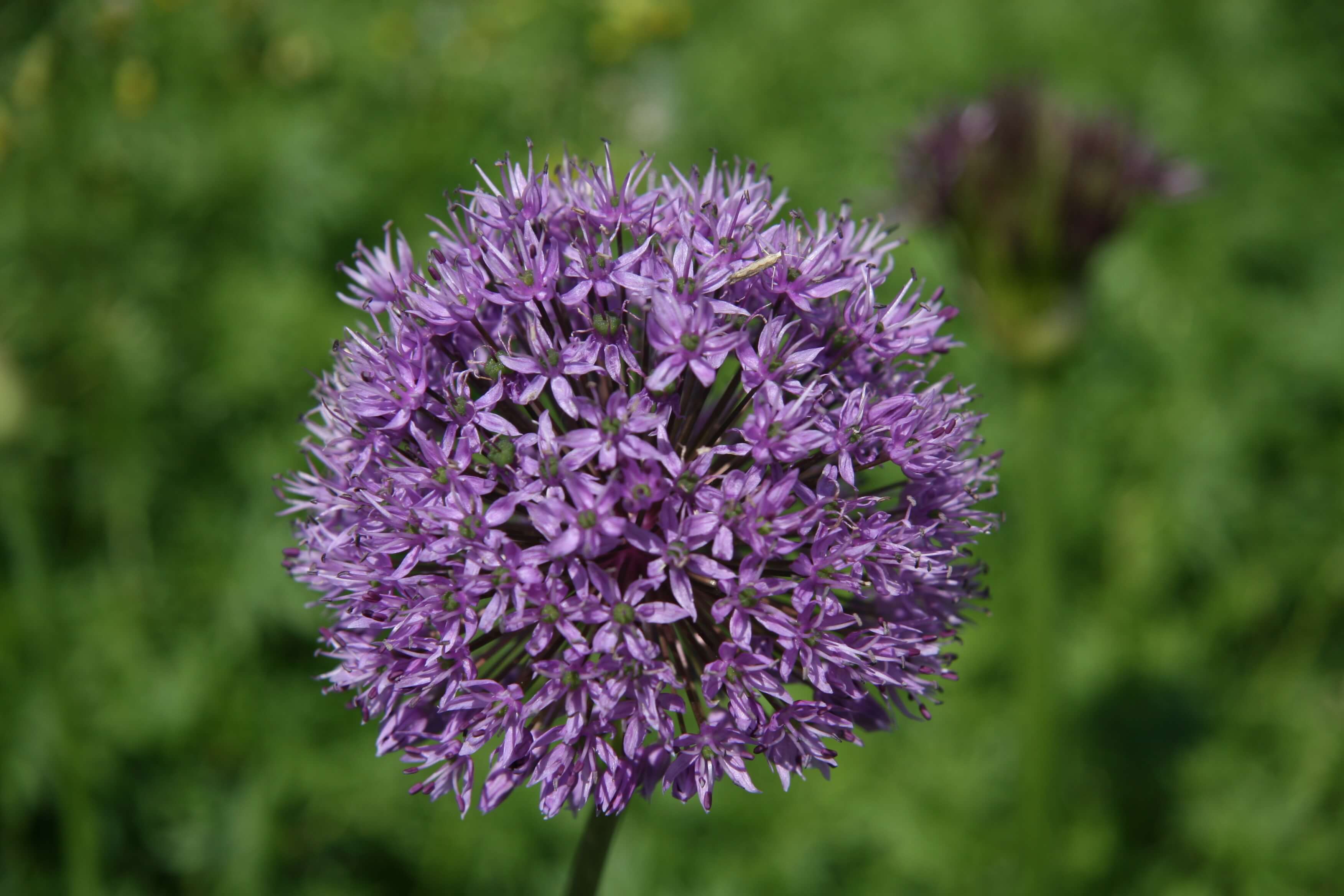 Agapanthus flower in The Nurture Project garden