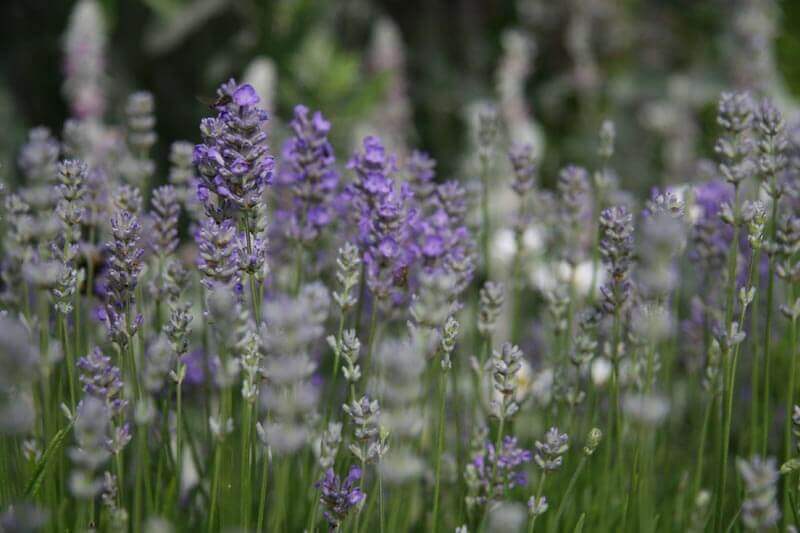 Norfolk Lavender at The Nurture Project