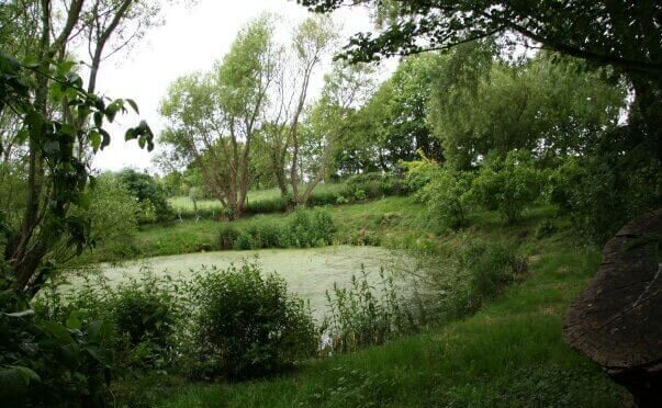 Pond at The Nurture Project