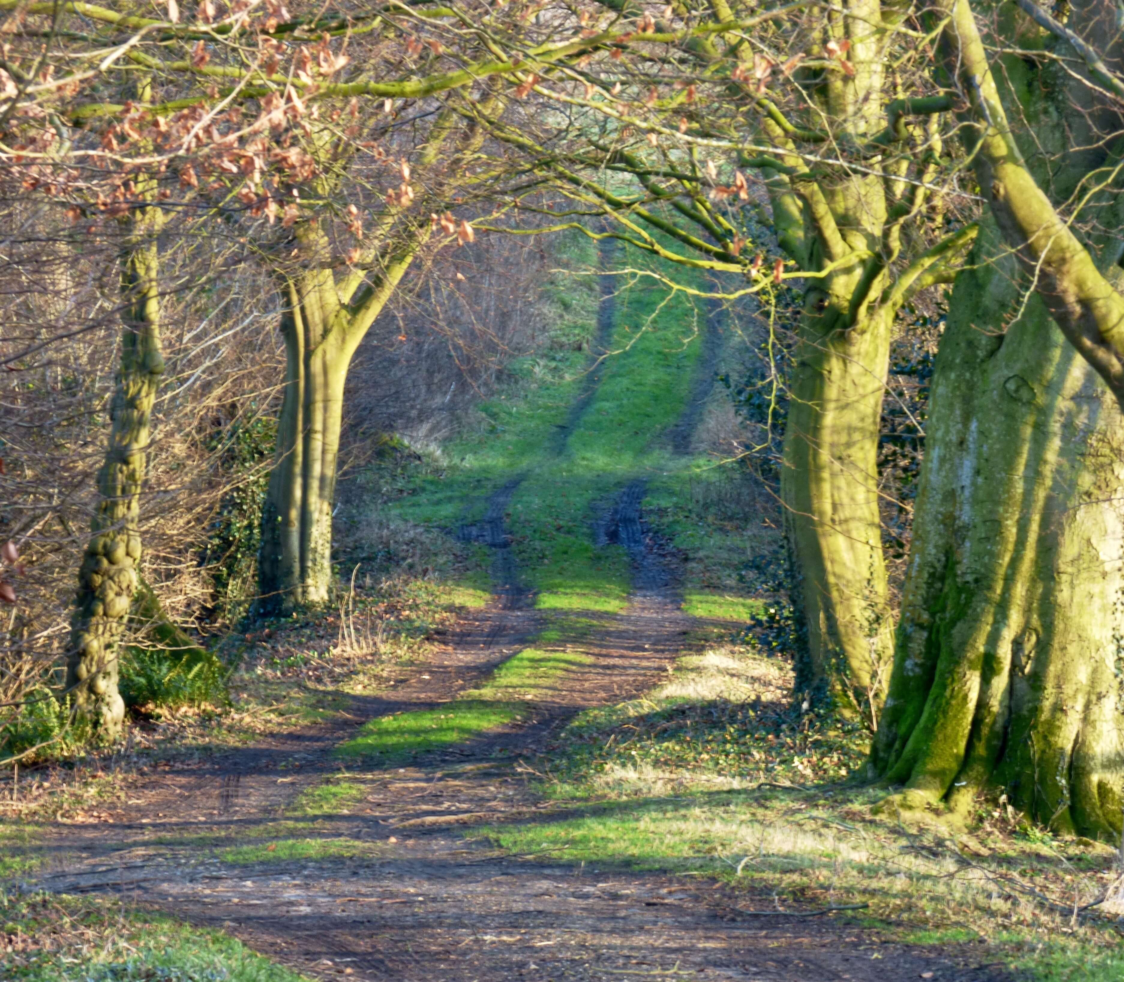 Woodland walk in autumn