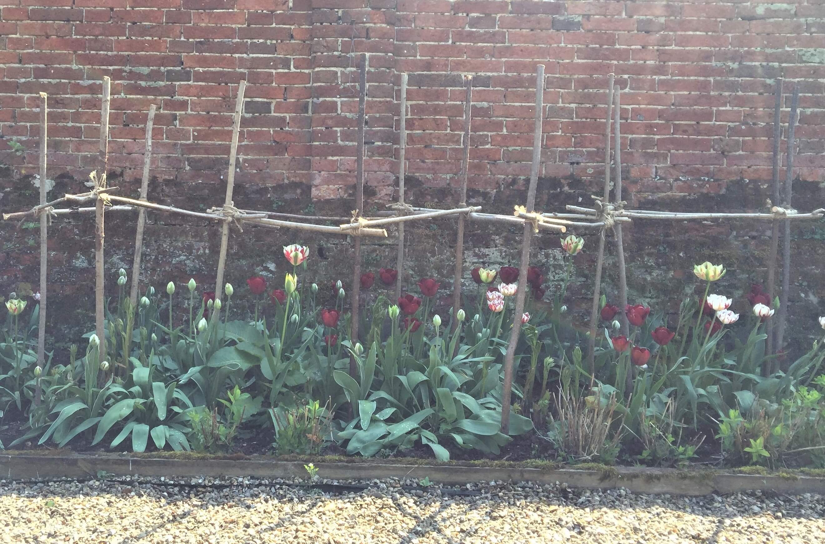 Tulips Tulips