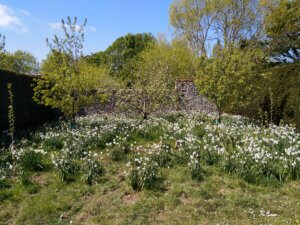 Spring Flowers in Orchard