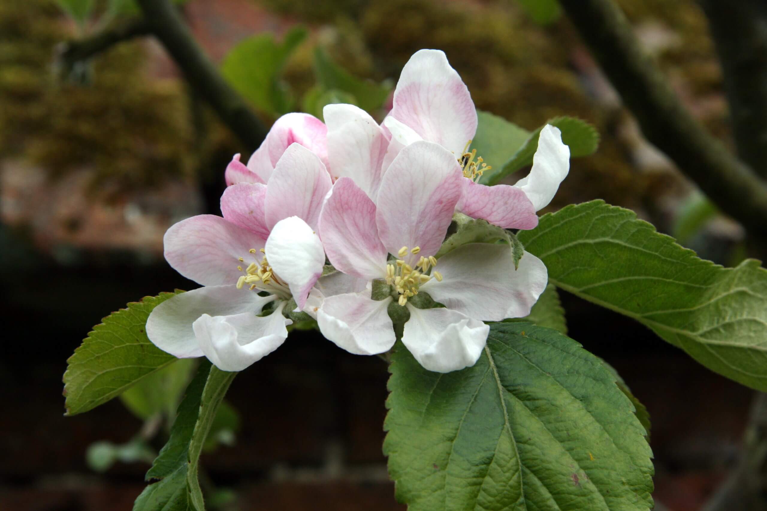 Apple Blossom